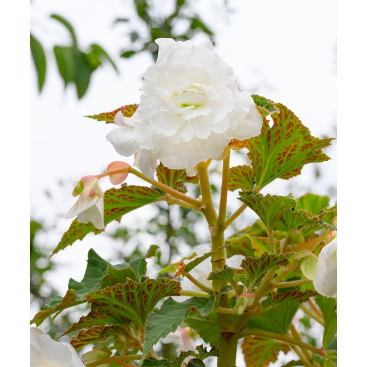 Begonia Pendula White 3-pakning